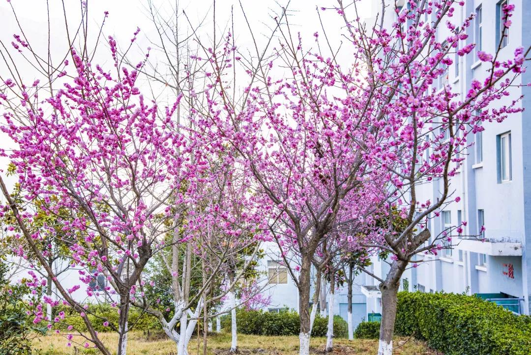 茂縣中學(xué)校園風采