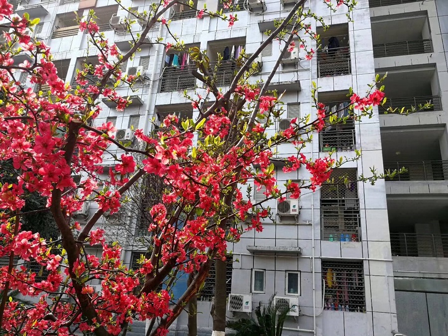 綿陽南山中學是一所公辦的高中吧？