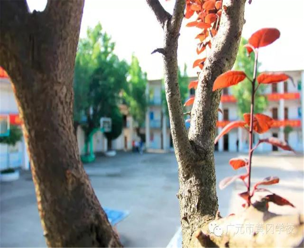 廣元市黃岡學(xué)校2020年學(xué)費(fèi)的收費(fèi)標(biāo)準(zhǔn)是多少？