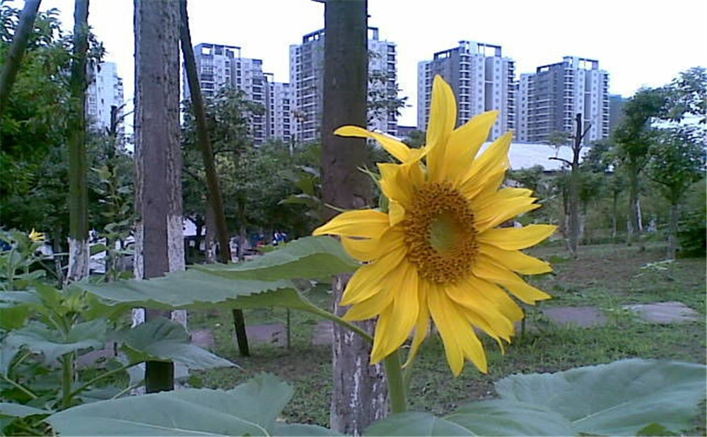 成都市第三十八中學(xué)去年的錄取分?jǐn)?shù)線是多少？