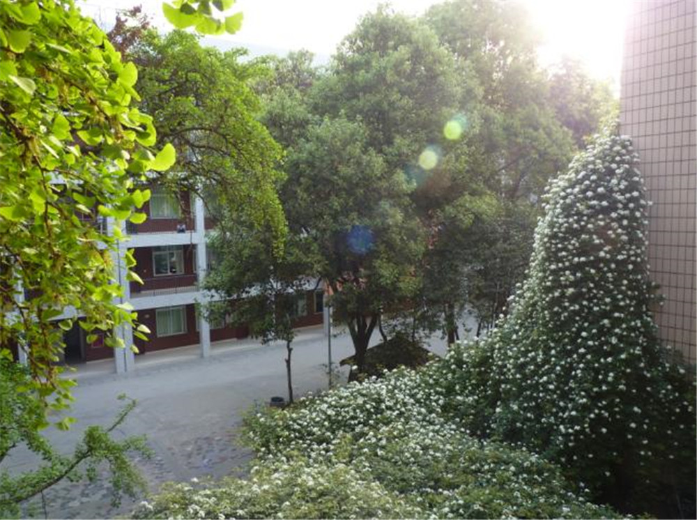 石室聯(lián)合中學(xué)蜀華分校的升學(xué)率是多少？