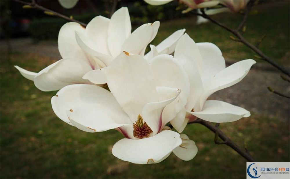 成都樹(shù)德中學(xué)博瑞實(shí)驗(yàn)學(xué)校電話(huà)號(hào)碼是多少？